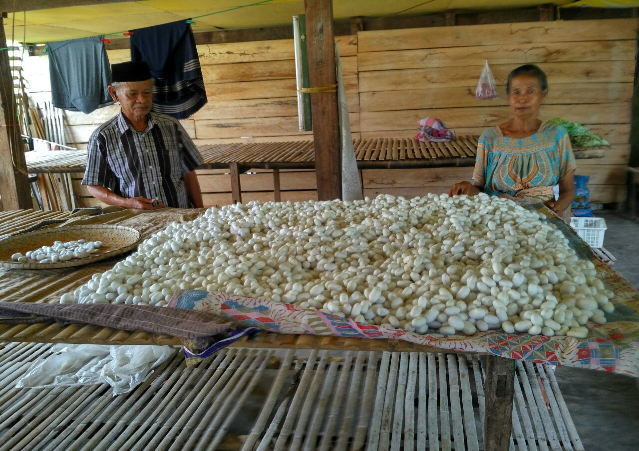 Beternak Ulat Sutera , Warga Dapat Tambahan Penghasilan Rata Rata Rp. 3 juta