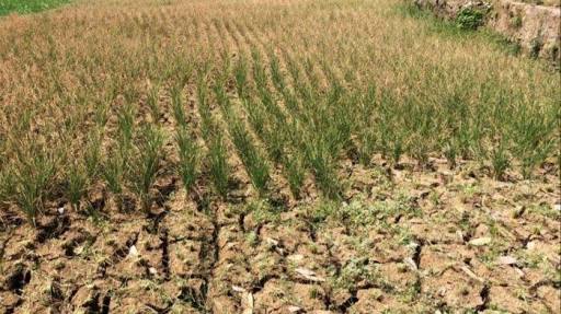 Akibat Kemarau, Produksi Padi Petani Soppeng Turun Hingga 25 Persen