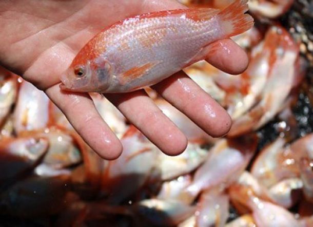 Program Bupati Soppeng Terkait Pemberian Bibit Ikan Gratis Direspon Positif Pemprov SulSel